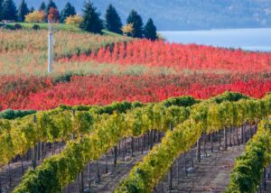 Fall Colors overlooking Lake Chelan