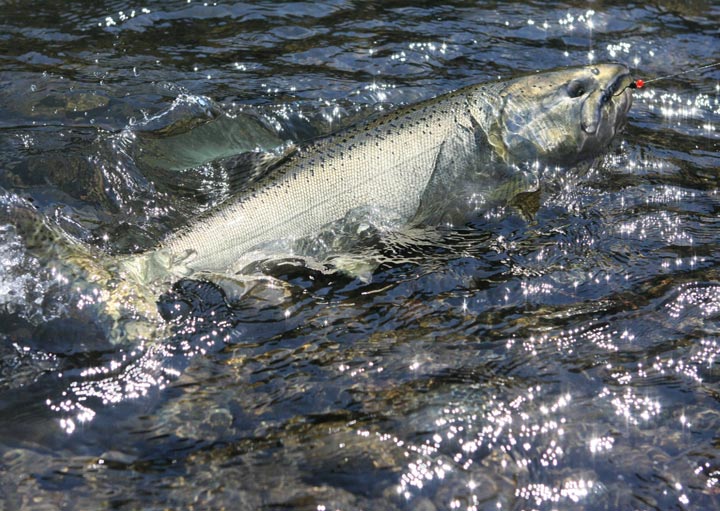 Fishing Lake Chelan - Salmon, Bass, Rainbow Trout & More