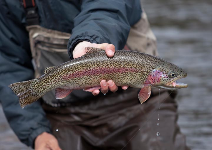 Washington State Fish: An Introduction to Steelhead Trout