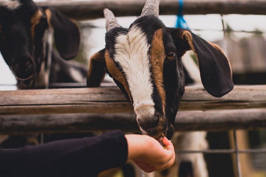 feed the goats at Sunshine Farm Market