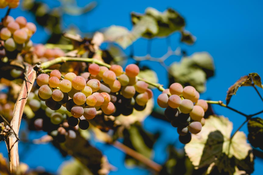 Chelan Wine Tasting grapes on the vine