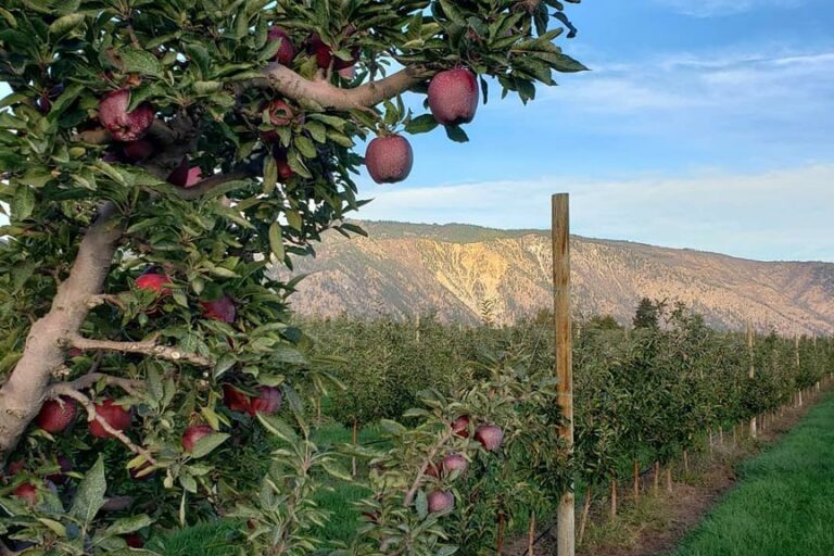 Visit Rootwood Cider Craft Cidery in Manson, WA