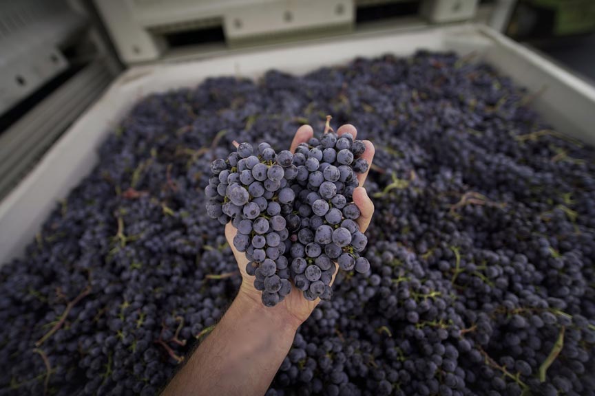 Lake Chelan wineries grapes