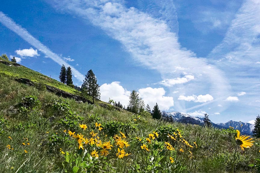 Sunny hillside with wildflowers and blue skies in Chelan
