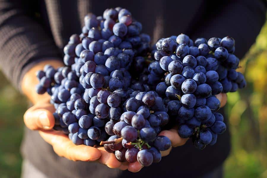 The annual Lake Chelan Wine Harvest